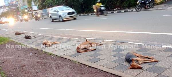 When dog shows more obedience than humans in Covid zones