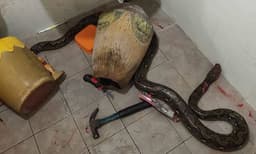 ശുചിമുറിയിലെത്തിയ വീട്ടമ്മയെ വരിഞ്ഞുമുറുക്കി പെരുമ്പാമ്പ്; ചുറ്റികകൊണ്ട് തിരിച്ചാക്രമിച്ച് വീട്ടമ്മ