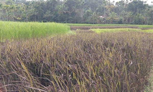 ജൈവ നെല്‍കൃഷിയിലൂടെ പാടത്ത് പൊന്നുവിളയിച്ച് ഇലക്ട്രീഷന്‍: ഇന്ത്യയിലെ ആദ്യത്തെ 'നെല്‍ പാര്‍ക്ക്' കതിരണിയുന്നത് മ്മടെ കോഴിക്കോട്ട്!