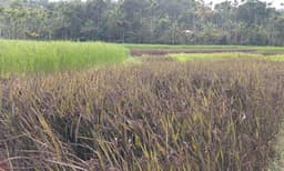 ജൈവ നെല്‍കൃഷിയിലൂടെ പാടത്ത് പൊന്നുവിളയിച്ച് ഇലക്ട്രീഷന്‍: ഇന്ത്യയിലെ ആദ്യത്തെ 'നെല്‍ പാര്‍ക്ക്' കതിരണിയുന്നത് മ്മടെ കോഴിക്കോട്ട്!