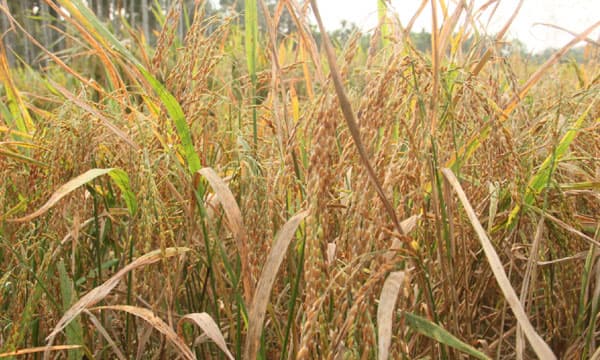 ജൈവ നെല്‍കൃഷിയിലൂടെ പാടത്ത് പൊന്നുവിളയിച്ച് ഇലക്ട്രീഷന്‍: ഇന്ത്യയിലെ ആദ്യത്തെ 'നെല്‍ പാര്‍ക്ക്' കതിരണിയുന്നത് മ്മടെ കോഴിക്കോട്ട്!