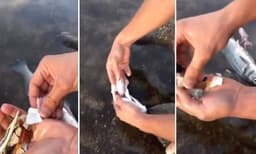 പിടികൂടിയ മത്സ്യത്തിനെ കൈയില്‍ എടുത്തപ്പോള്‍ വയറില്‍ അസ്വാഭാവികത, വയറ് കീറി നേക്കിയപ്പോള്‍ നിറയെ പ്ലാസ്റ്റിക് ; വീഡിയോ 