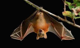 നിപ്പയ്ക്കും സാര്‍സിനും പിന്നാലെ കൊറോണയും പടര്‍ത്തുന്നു ; വൈറസിന്റെ ഉറവിടം തേടിയുള്ള പഠനവും വവ്വാലുകളിലേക്ക് തന്നെ ?