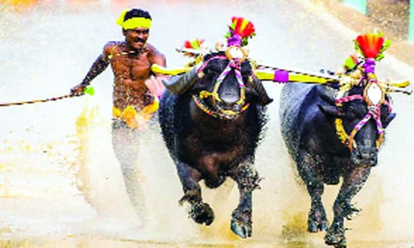 ഉസൈന്‍ബോള്‍ട്ടിന്റെ ലോകറെക്കോഡ് 100 മീ.  9.58 സെക്കന്റ് ; ഒരു ജോഡി പോത്തുകളെയും കൊണ്ട് കെട്ടിടനിര്‍മാണ തൊഴിലാളി ഗൗഡ 100 മീ. ഓടിയത് 9.55 സെക്കന്റില്‍ ; കായിക മന്ത്രി വിളിപ്പിച്ചു