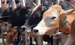 പോലീസുമായുള്ള ഏറ്റ് മുട്ടലില്‍ യു പി യില്‍ മൂന്ന് പശു കടത്തുകാര്‍ അറസ്റ്റില്‍