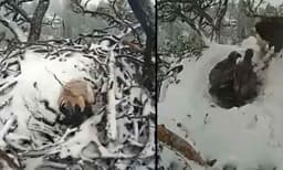 കടുത്ത മഞ്ഞ് അവഗണിച്ച് അടയിരിക്കുന്ന അമ്മപ്പരുന്ത്; വീഡിയോ വൈറലാകുന്നു