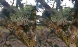 ആര്‍ക്കെങ്കിലും അറിയാമോ ഈ ജീവി എന്താന്ന് ? ട്വിറ്ററില്‍ വൈറലായി വീഡിയോ 
