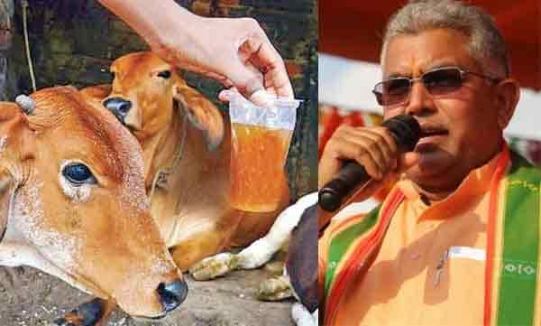 പതിവായി ഗോമൂത്രം കുടിക്കാറുണ്ടെന്ന് പശ്ചിമ ബംഗാള്‍ ബിജെപി അധ്യക്ഷന്‍; ഇക്കാര്യം തുറന്ന് പറയാന്‍ എന്തിന് മടിക്കണം
