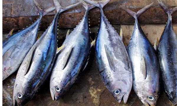 നീണ്ടകര ഹാര്‍ബറില്‍ കുഴിച്ചു മൂടിയത് പഴകിയതും വിഷമടിച്ചതുമായ 1500 കിലോ കേര ; ദിവസങ്ങള്‍ പഴകിയ മീന്‍ ചീയാതിരിക്കാന്‍ അടിച്ചത് 5000 കിലോ രാസവസ്തു