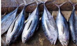 നീണ്ടകര ഹാര്‍ബറില്‍ കുഴിച്ചു മൂടിയത് പഴകിയതും വിഷമടിച്ചതുമായ 1500 കിലോ കേര ; ദിവസങ്ങള്‍ പഴകിയ മീന്‍ ചീയാതിരിക്കാന്‍ അടിച്ചത് 5000 കിലോ രാസവസ്തു