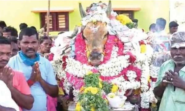 ജല്ലിക്കെട്ട് കാളയ്ക്ക് അന്ത്യോപചാരം അര്‍പ്പിക്കാന്‍ തടിച്ചുകൂടി; 3000 പേര്‍ക്കെതിരെ കേസ്