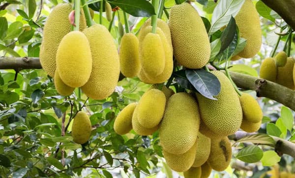 തിന്നാന്‍ മാത്രമല്ല, മൊബൈല്‍ ഫോണ്‍ ചാര്‍ജ് ചെയ്യാനും ഇനി ചക്ക