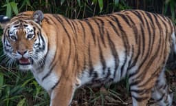 റാന്നിയില്‍ ജനവാസമേഖലയില്‍ വീണ്ടും കടുവ: വീടിനു പുറത്ത് ഇറങ്ങരുതെന്ന് പോലീസ് മുന്നറിയിപ്പ്