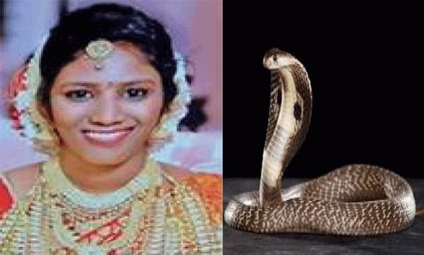 ആദ്യ ശ്രമത്തില്‍ എലിയെ കടിപ്പിച്ച് അണലിയുടെ ഗുണനിലവാരം ഉറപ്പാക്കിയ ശേഷം ; മരണത്തിന് തൊട്ടടുത്ത് എത്തിയ ഉത്രയ്ക്ക് മാതാപിതാക്കള്‍ മികച്ച ചികിത്സ നല്‍കിയതിനാല്‍ പ്രയോഗം പിഴച്ചു 