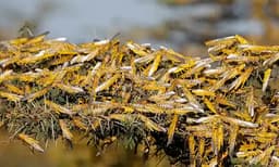 ആറ് സംസ്ഥാനങ്ങളിലെ 100 ജില്ലകളെ ആക്രമിച്ചു ; ഡല്‍ഹി മുതല്‍ കര്‍ണാടക വരെ ഭീതിയില്‍ ; വെട്ടുകിളികള്‍ ദിവസവും കഴിച്ചു തീര്‍ക്കുന്നത് 35,000 പേരുടെ ഒരു ദിവസത്തെ ഭക്ഷണം