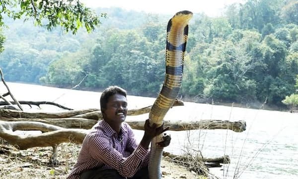 വാവാ സുരേഷിനുപോലും പാമ്പുപിടിക്കാന്‍ നിയമമില്ല, ഉത്രയുടെ കൊലപാതകത്തിന്റെ പശ്ചാത്തലത്തില്‍ പാമ്പുപിടിത്തക്കാര്‍ക്ക്‌ പ്രോട്ടോക്കോള്‍ വരുന്നു
