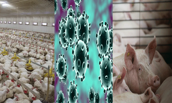 ലോകത്തിലെ പകുതിമനുഷ്യരെയും ഇല്ലാതാക്കുന്ന അടുത്ത മഹാമാരി വരുന്നുവെന്ന മുന്നറിയിപ്പുമായി യുഎസ് ശാസ്ത്രജ്ഞന്‍