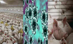 ലോകത്തിലെ പകുതിമനുഷ്യരെയും ഇല്ലാതാക്കുന്ന അടുത്ത മഹാമാരി വരുന്നുവെന്ന മുന്നറിയിപ്പുമായി യുഎസ് ശാസ്ത്രജ്ഞന്‍