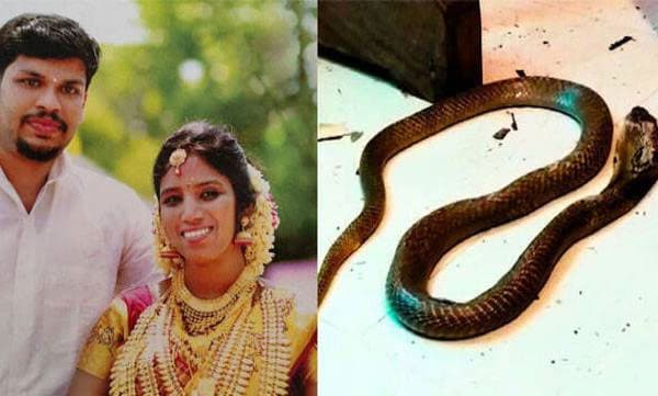 ഉത്രയെ കൊല്ലാന്‍ വാങ്ങിയ മൂര്‍ഖനെ സൂരജ് 11 നാള്‍ പട്ടിണിക്കിട്ടു; പുറത്തെടുത്തപ്പോള്‍ ആദ്യം ചീറ്റിയത് തന്റെ നേര്‍ക്ക്... ഞെട്ടിപ്പോയെന്നും മൊഴി