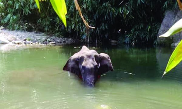 സ്ഫോടനത്തില്‍ മുഖം തകര്‍ന്ന് കാട്ടാന ചെരിഞ്ഞ സംഭവം : പൊട്ടുന്നവസ്തു വെച്ചത് കൈതച്ചക്കയിലല്ല തേങ്ങയിലെന്ന് പ്രതി വില്‍സണ്‍