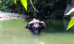 സ്ഫോടനത്തില്‍ മുഖം തകര്‍ന്ന് കാട്ടാന ചെരിഞ്ഞ സംഭവം : പൊട്ടുന്നവസ്തു വെച്ചത് കൈതച്ചക്കയിലല്ല തേങ്ങയിലെന്ന് പ്രതി വില്‍സണ്‍