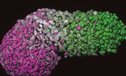 മനുഷ്യന്റെ മൂലകോശത്തില്‍നിന്നു ഭ്രൂണത്തിന്റെ ത്രിമാന മാതൃക വികസിപ്പിച്ചു