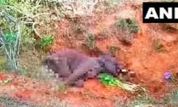 തമിഴ്നാട്ടില്‍ സ്ഫോടകവസ്തു കടിച്ച് വായ തകര്‍ന്ന ആന ചരിഞ്ഞു