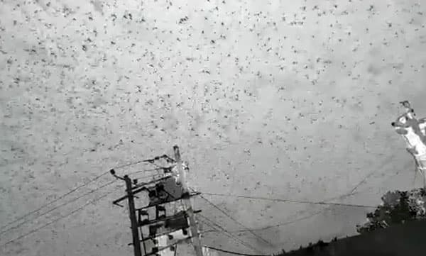 ഗുരുഗ്രാമില്‍ ആകാശം നിറഞ്ഞ് വെട്ടുക്കിളികള്‍: ഡല്‍ഹിയിലും കനത്ത ജാഗ്രത നിര്‍ദേശം