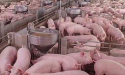 ചൈനയില്‍ പുതിയ ഇനം വൈറസിനെ കണ്ടെത്തി, അപകടകരമായ ജനിതക ഘടന