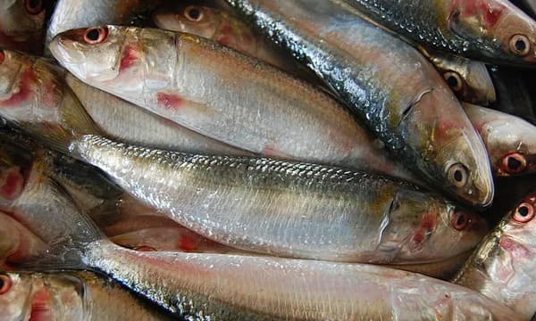 മലയാളിയുടെ ഇഷ്ടവിഭവമായ മത്തിയും അയലയും വലിയ കുറഞ്ഞുകുറഞ്ഞു വരുന്നു ; മത്സ്യോല്‍പ്പാദനത്തില്‍ കേരളം മൂന്നാം സ്ഥാനത്ത്