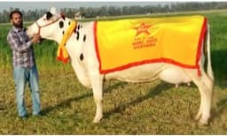 ഒരു ദിവസം 76.61 കിലോ പാല്‍! റെക്കോര്‍ഡ് നേട്ടവുമായി ബല്‍ദേവിന്റെ പശു