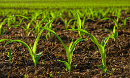 ജാമ്യം നല്‍കാം;  100 ചെടികള്‍ നട്ടുവളര്‍ത്തണം;  ഹൈക്കോടതിയുടെ അപൂര്‍വമായ വിധി