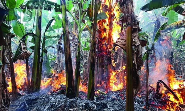 വിവാഹങ്ങള്‍ ഇല്ലാതായതോടെ ആവശ്യക്കാരില്ല; സൗജന്യമായി നല്‍കിയിട്ടുപോലും വാഴയില വേണ്ട; നട്ടുനനച്ച വാഴത്തോപ്പുകള്‍ക്കു തമിഴ്‌ കര്‍ഷകര്‍ തീയിട്ടു