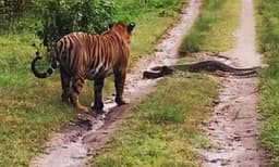 കടുവയുടെ വഴിമുടക്കി കിടക്കുന്ന ഒരു വമ്പന്‍ പെരുമ്പാമ്പ്... പിന്നീട് സംഭവിച്ചത്,വീഡി​യോ