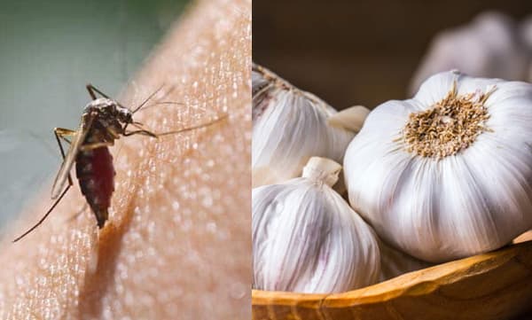 വെളുത്തുള്ളി കോവിഡ്‌ തടയുമോ? കൊതുകുകള്‍ രോഗം പരത്തുമോ? ലോകാരോഗ്യ സംഘടന പറയുന്നത്