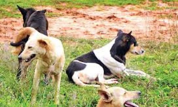പെൺപട്ടിയെ പ്രകൃതിവിരുദ്ധ പീഡനത്തിനിരയാക്കിയ കേസിൽ 40കാരന് അറസ്റ്റില്