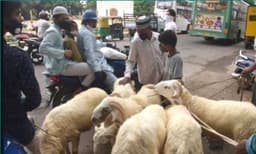 BJP MLA from UP's Loni stokes controversy, asks Muslims to sacrifice children not animals on Eid