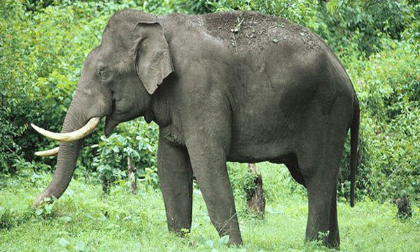 കാട്ടാനയെ കണ്ട് ഭയന്നോടി; പിതാവിന്റെ കൈയില്‍ നിന്ന് തെറിച്ച് വീണ് കുഞ്ഞിന് ദാരുണാന്ത്യം 