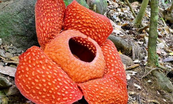 വെറും ഒരു പൂവില്‍ നിന്നും ആറു കിലോ തേന്‍...!