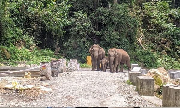 റോഡിന്റെ വശം ആശാസ്ത്രീയമായി കുത്തനെ കെട്ടി ഉയര്‍ത്തി; നെല്ലിയാമ്പതി റോഡില്‍ ഗതാഗത തടസമുണ്ടാക്കി ആനകള്‍ പാതയിലിറങ്ങുന്നു 