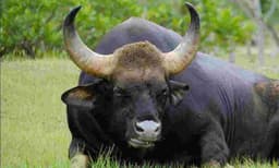 കാട്ടുപോത്ത് ആണല്ലേ... അപ്പോള്‍ പ്രസവിക്കുമോ...? പ്രസവിക്കും, എന്താ സംശയം