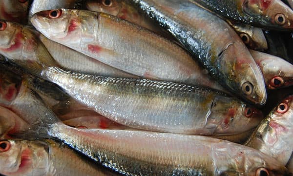 നമ്മുക്ക് മാത്രമല്ല, മത്തിക്ക് അങ്ങ് മാഡ്രിഡിലുമുണ്ട് പിടി: ഇവിടെ മത്തിയുടെ സംസ്‌കാരം വരെ ആഘോഷമാണ്!
