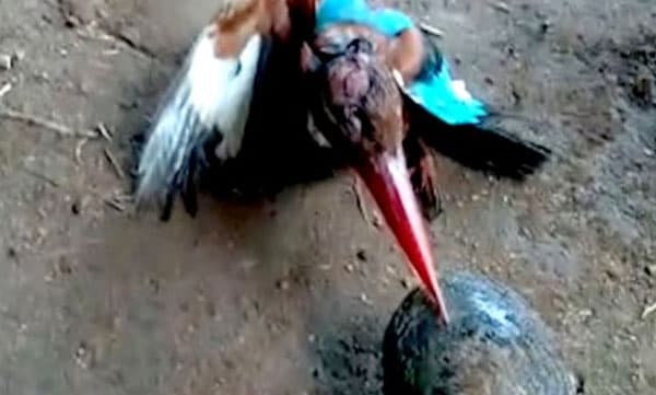 മീനെന്നോര്‍ത്ത് കൊത്തിയത് കക്കയെ... ചുണ്ടു കുടുങ്ങയ പൊന്മാനെ രക്ഷിച്ച്‌നാട്ടുകാര്‍