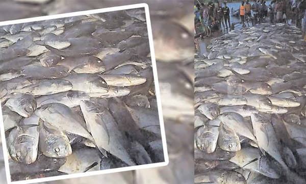 കൂറ്റന്‍ മീനുകൾ , രാത്രി ജനം ഒഴുകിയെത്തി ; ഈ വർഷത്തെ ഏറ്റവും വലിയ ചാകര 