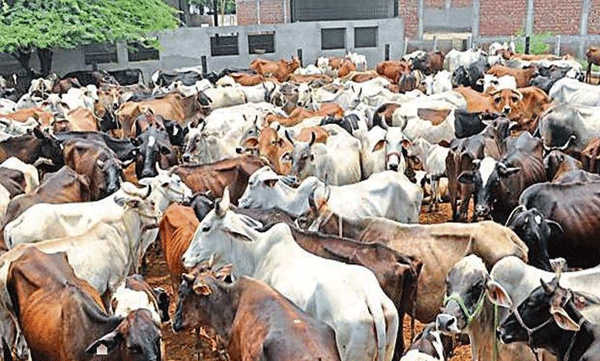 ശ്രീലങ്കയില്‍ ഗോവധം നിരോധിക്കുന്നു