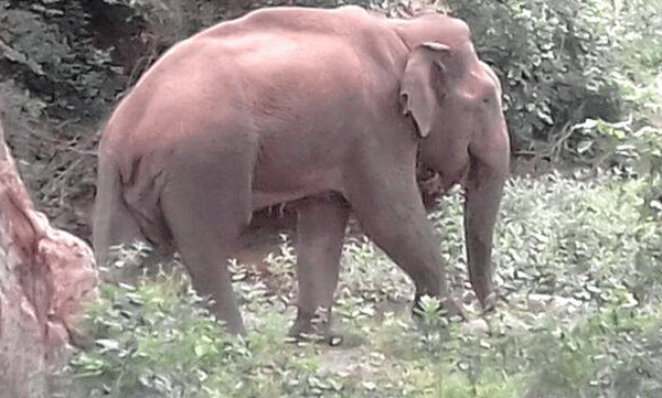 നാടിളക്കി മറിക്കാന്‍ അട്ടപ്പാടിയിലെ 'ബുള്‍ഡോസര്‍' ഇനിയില്ല; അവശനായി ചരിഞ്ഞത് ഇന്ന് രാവിലെ 