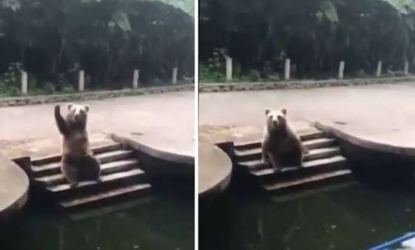 ഭക്ഷണത്തിനായി കൈവീശി കരടിക്കുട്ടി ; വീഡി​യോ ​വൈറല്‍ 