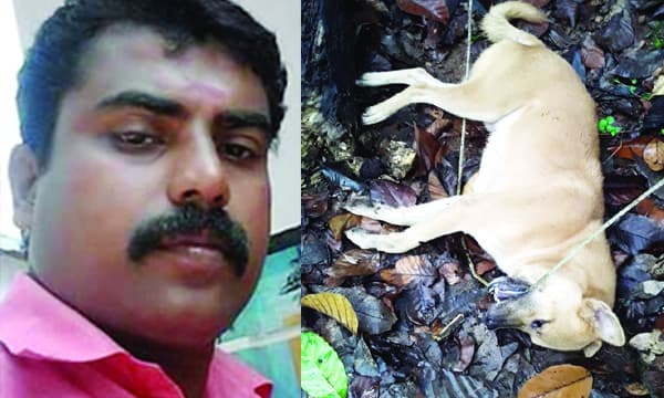 വൈദ്യുതി കമ്പി കടിച്ചു മാറ്റി അപ്പു പ്രാണന്‍ നല്‍കി യജമാനന്റെ ജീവന്‍ രക്ഷിച്ചു ; വൈദ്യുതാഘാതം ഏറ്റ് ആദ്യം തെറിച്ചുവീണെങ്കിലും, അജേഷ് ഓടിയെത്തിയപ്പോള്‍ കുരച്ചുകൊണ്ടു തടഞ്ഞു