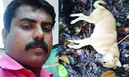 വൈദ്യുതി കമ്പി കടിച്ചു മാറ്റി അപ്പു പ്രാണന്‍ നല്‍കി യജമാനന്റെ ജീവന്‍ രക്ഷിച്ചു ; വൈദ്യുതാഘാതം ഏറ്റ് ആദ്യം തെറിച്ചുവീണെങ്കിലും, അജേഷ് ഓടിയെത്തിയപ്പോള്‍ കുരച്ചുകൊണ്ടു തടഞ്ഞു