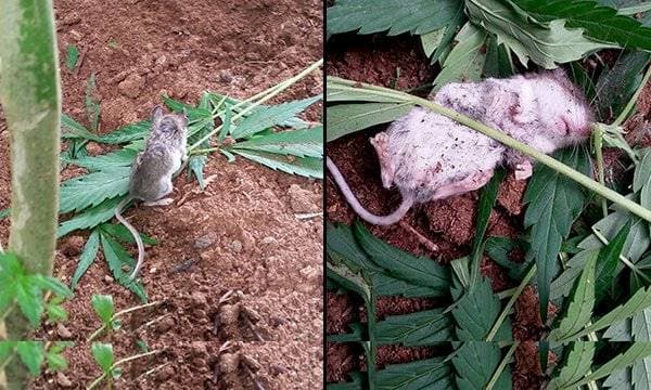 Photo of 'knocked out' mouse after munching weed goes viral